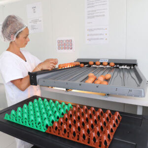 macau-oeuf-selection