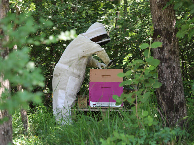 miel-agroforesteries