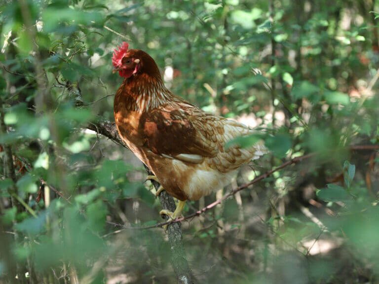 poule-arbre-suspendue