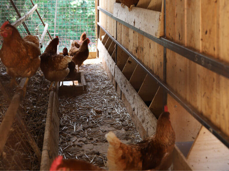 poule-copine-oeuf