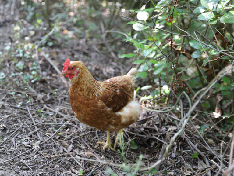 poule-foret