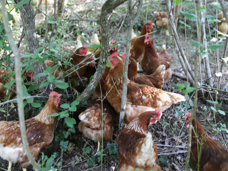 poule-foret-groupe