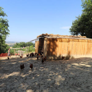 poulaillier-agroforesterie-parcours
