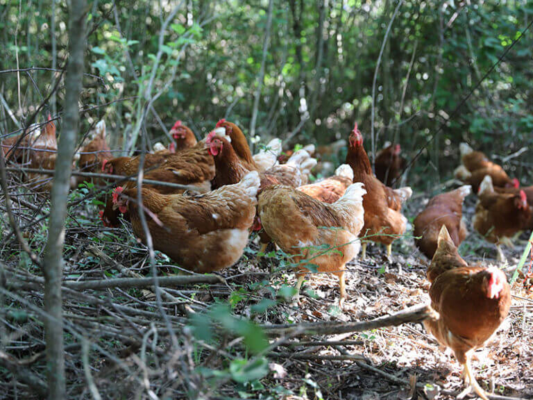 poule-parcours-arbore-agroforesterie