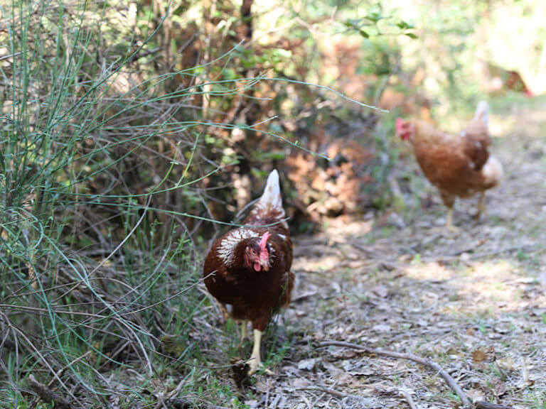 poule-pondeuse-agroforesterie-gers