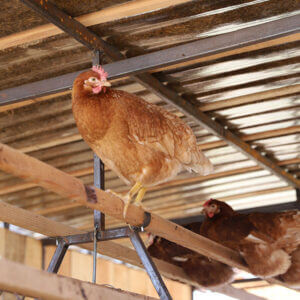 poules-agoforesterie-poulailler