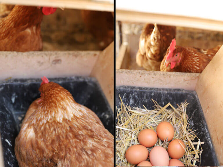 poules-pondeuses-cabanes